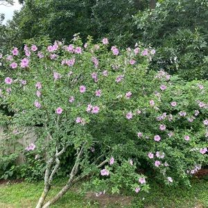 Adult Coloring Book SOLD OUT